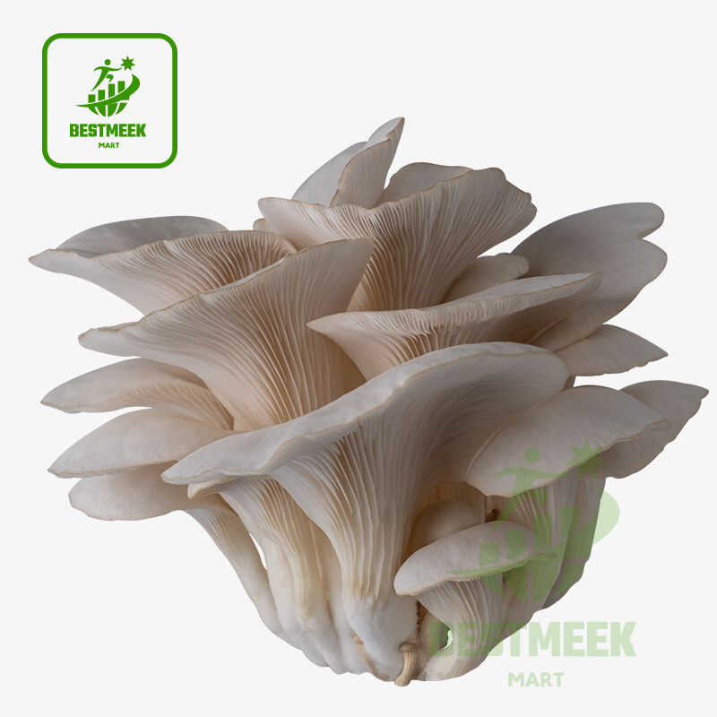 তাজা ঝিনুক মাশরুম / Fresh Oyster Mushroom
